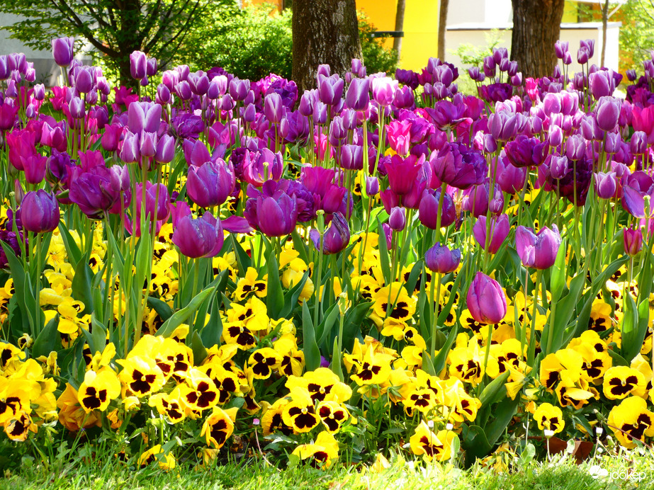 Tulipánok Újpesten 