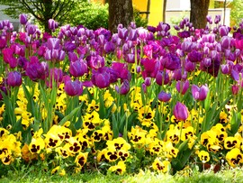 Tulipánok Újpesten 