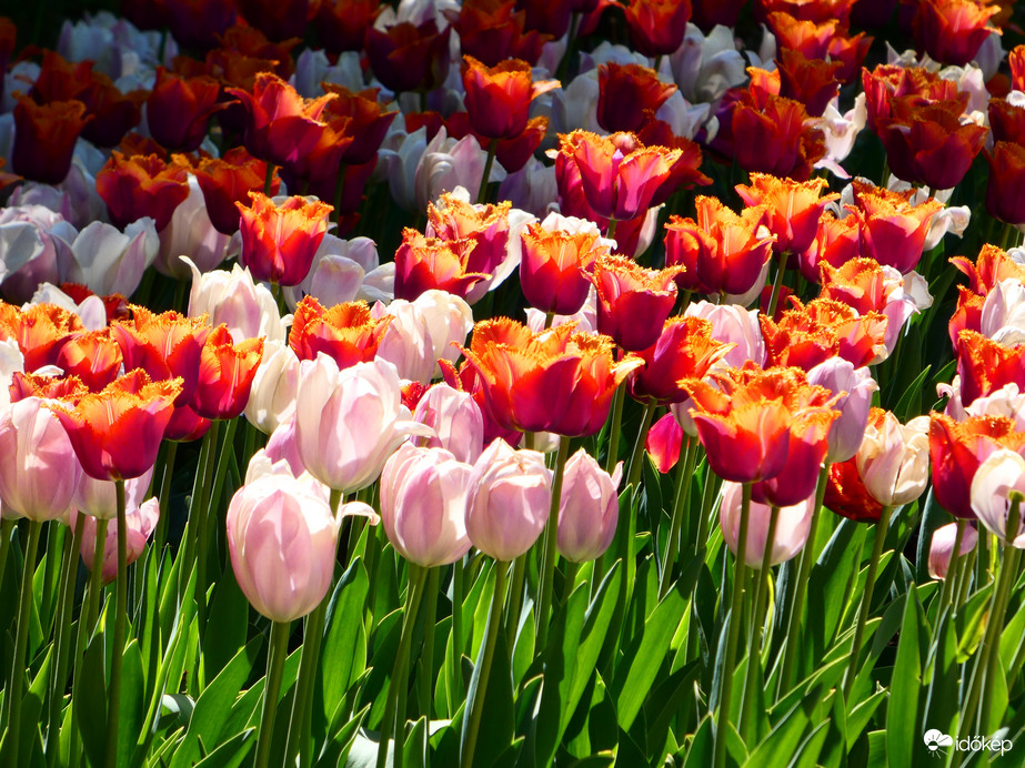 Tulipánok