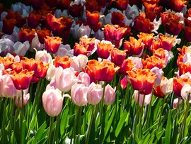 Tulipánok