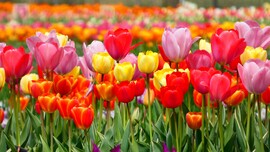 Tulipántenger