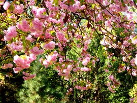 Füvészkerti hangulat 