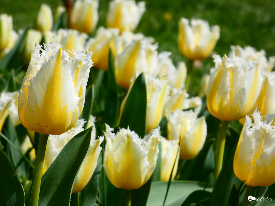 Tulipánok 