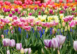 Tulipánmező 