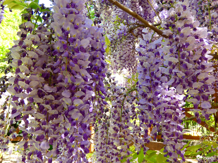 Lila akác 