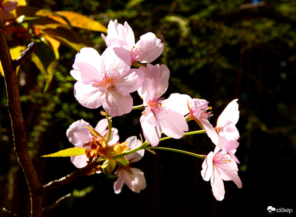 Cseresznyevirágzás a Füvészkertben