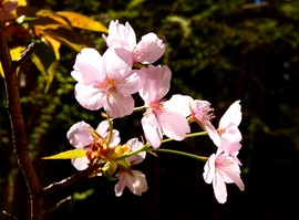 Cseresznyevirágzás a Füvészkertben