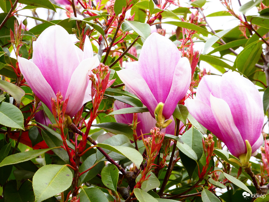 Magnólia virágzás 