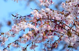 Csodás tavasz a Margitszigetről 