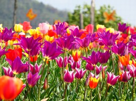 Tulipános 