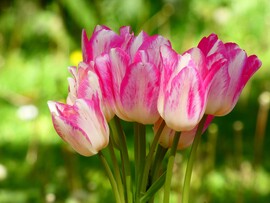 Tulipán 
