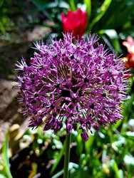 Díszhagyma 