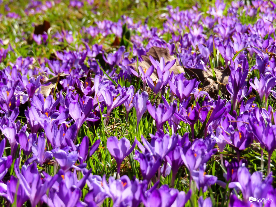 Kárpáti sáfrányok 