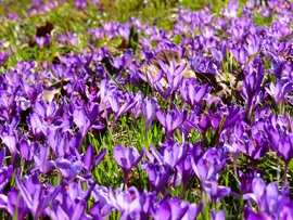 Kárpáti sáfrányok 