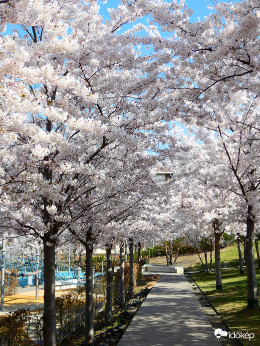 Japán cseresznye virágzás a Millenárison 