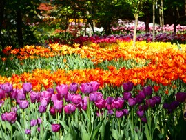 Tulipános 