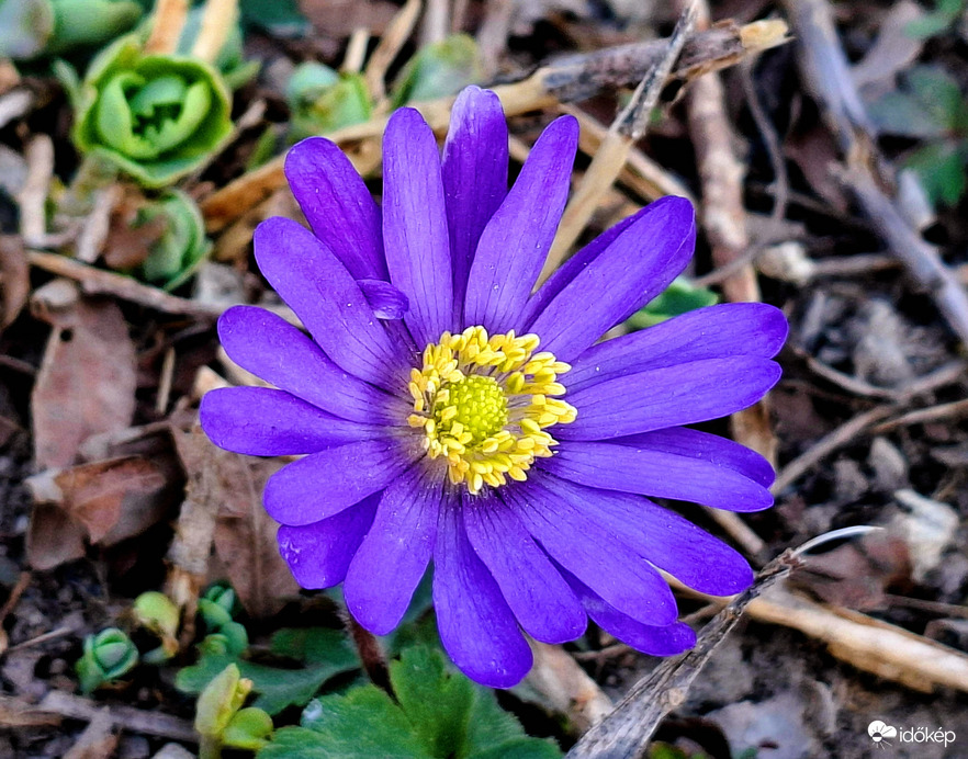 Lila kis virág a Hajógyári Szigeten 