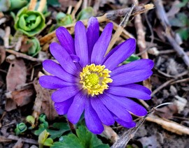 Lila kis virág a Hajógyári Szigeten 