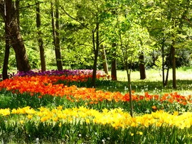 Tulipános 