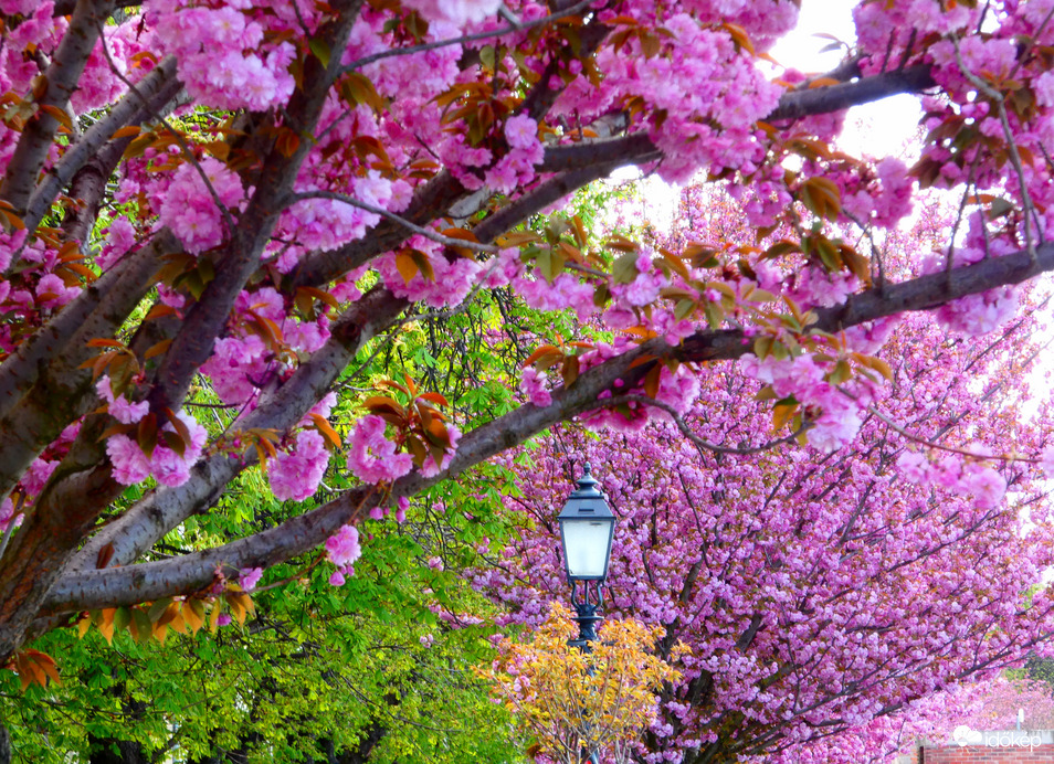 Tóth Árpád sétány 