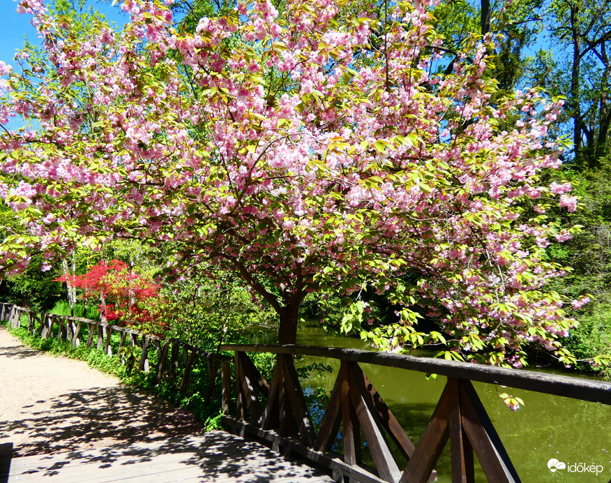 Vácrátóti Arborétum 