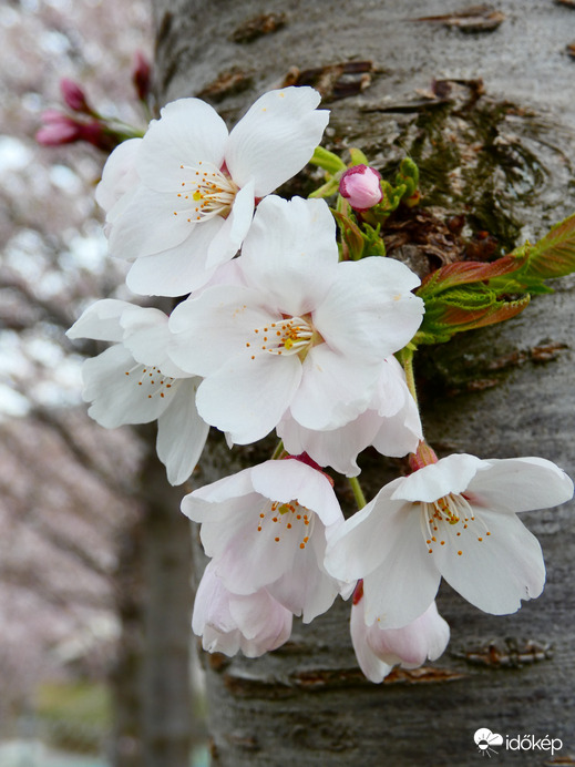 Cseresznyefa virágzás 