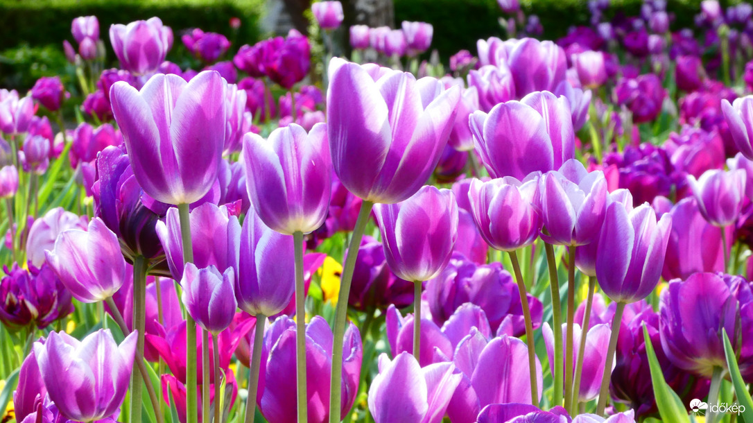 Lila tulipántenger 