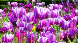 Lila tulipántenger 