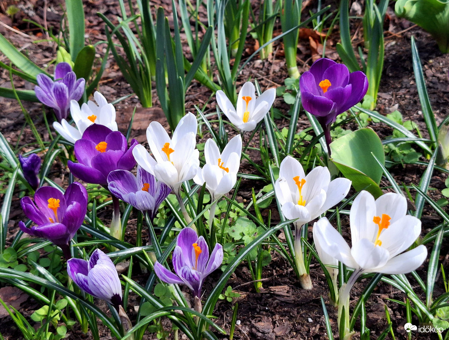 Krókuszok 