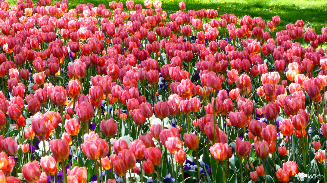 Tulipántenger 