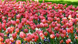 Tulipántenger 