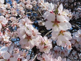 Mandulafa virágzás 