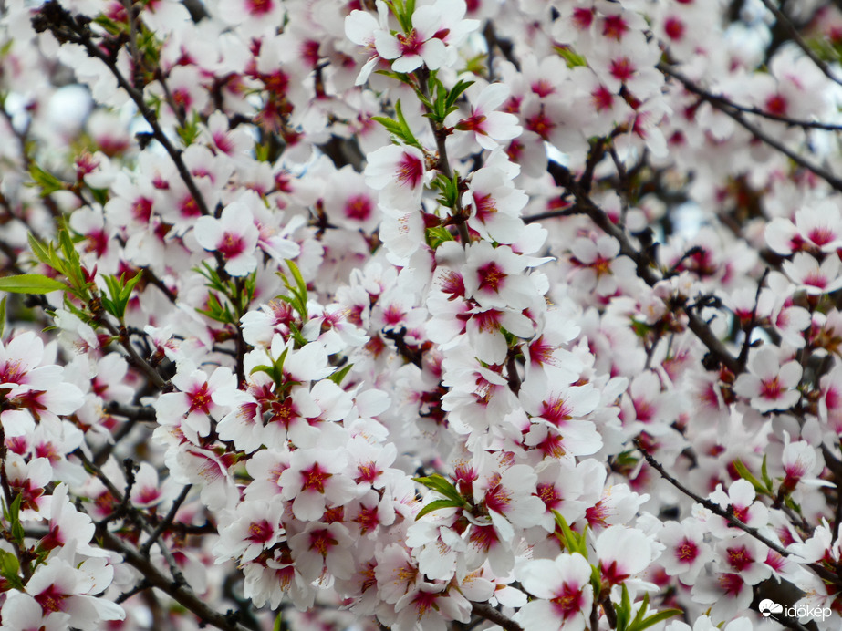 Mandulafa virágzás 