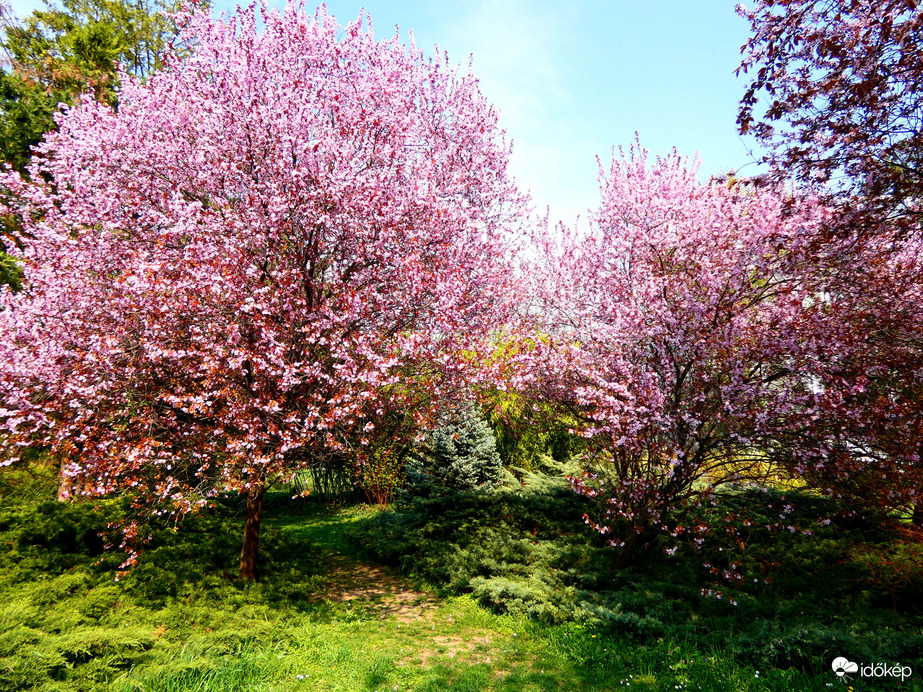 Budai Arborétum Alsó Kert 