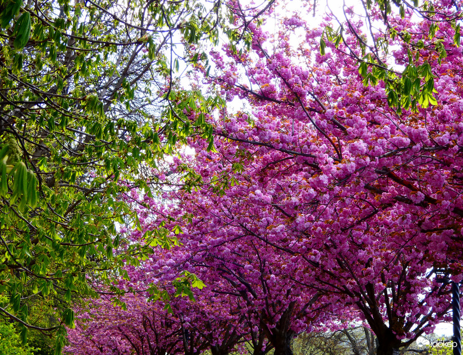 Felhős időben cseresznyevirágzás 
