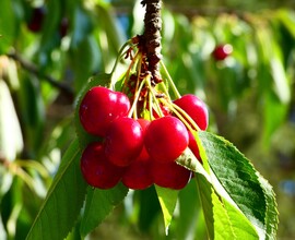 Cseresznye 