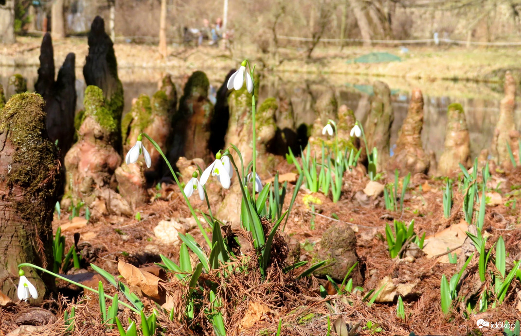 Hóvirágok a ciprusbabák között 