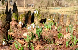 Hóvirágok a ciprusbabák között 