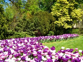 Tulipános 