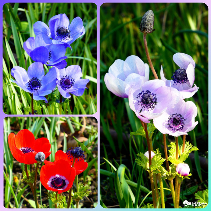 Pipacsok a Füvészkertben 