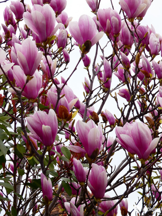 Magnolia 