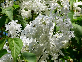 Fehér orgona