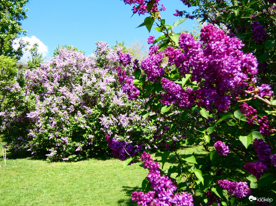 Orgonák minden mennyiségben 