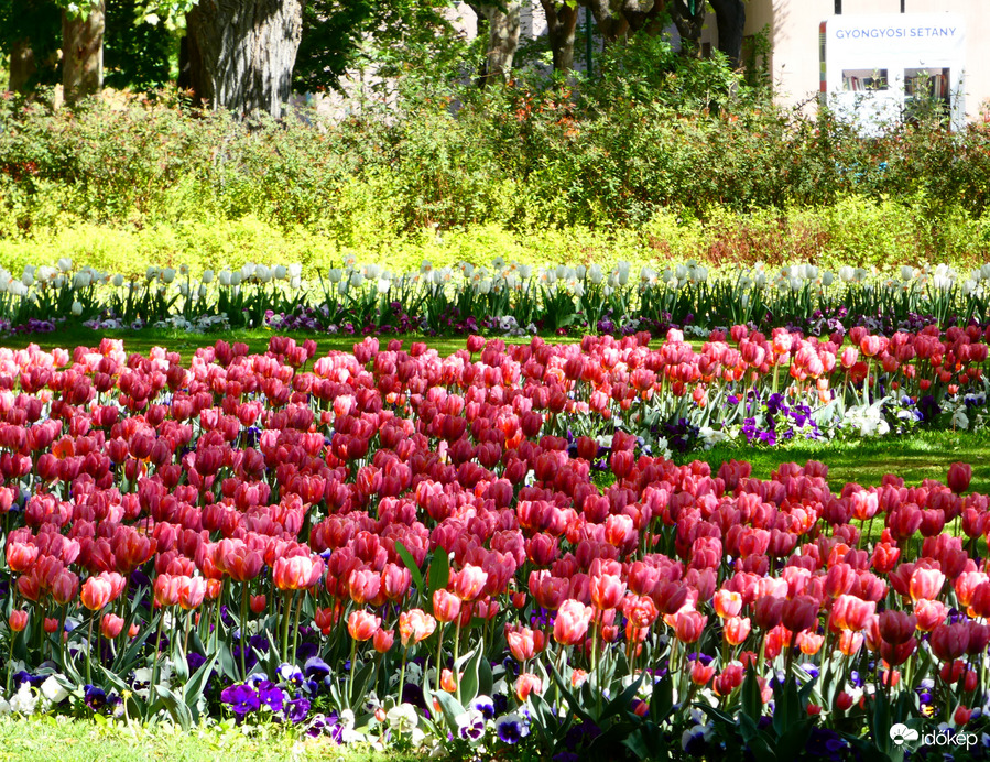 Tulipánok Újpesten 