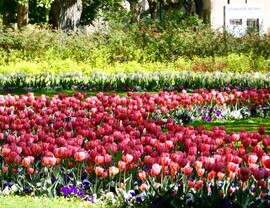 Tulipánok Újpesten 