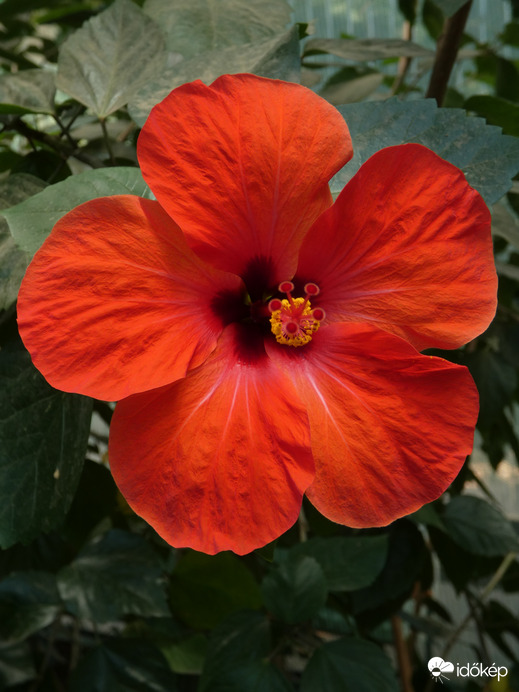 Hibiszkusz