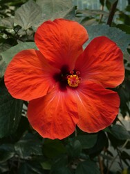 Hibiszkusz