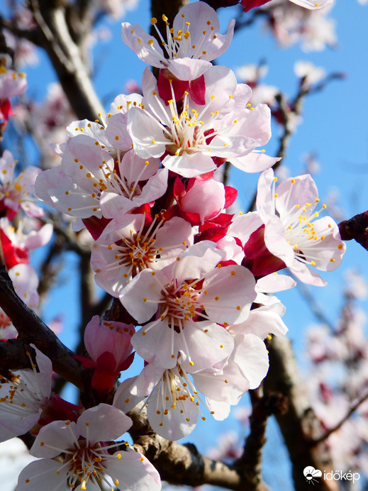 Sárgabarackfa virágzás 