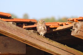 Szemmel tartalak!