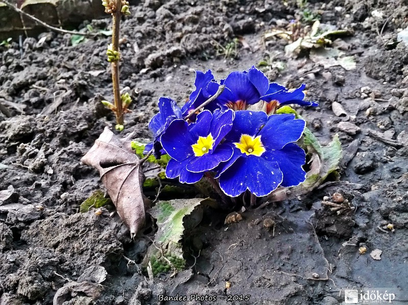 Egy virág a suli kertben